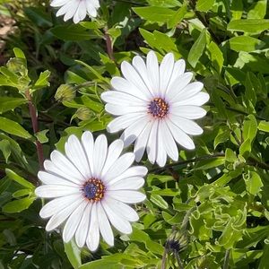 Meet your Posher, Luisa fernanda